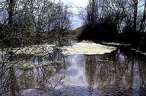 Salza Spring (Foto: Stadtverwaltung Nordhausen) Bild: Salza Spring